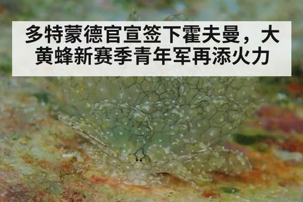多特蒙德官宣签下霍夫曼,大黄蜂新赛季青年军再添火力